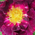 Vijolična - Galska vrtnica - Violacea